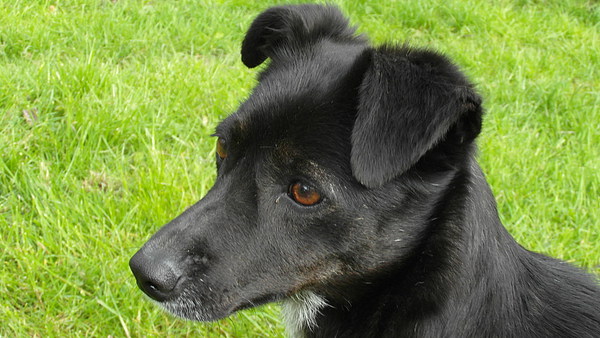 med_Coco8.JPG (600 x 338)